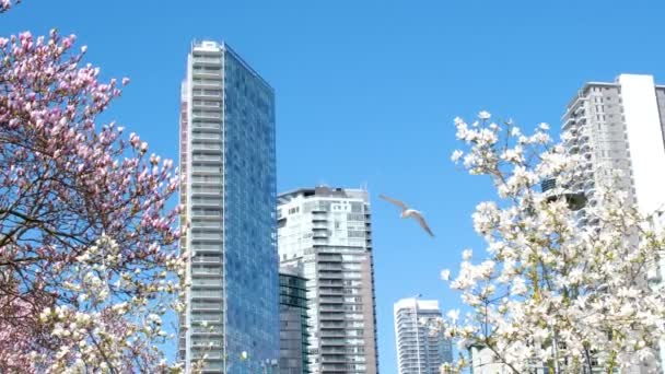 デビッド パーク ヤリタウンの春太平洋の桟橋自転車太陽の澄んだ空の開花桜とマグノリアの木晴れた日のカモメは家族と一緒に休息週末を飛ぶバンクーバーカナダ2023 — ストック動画