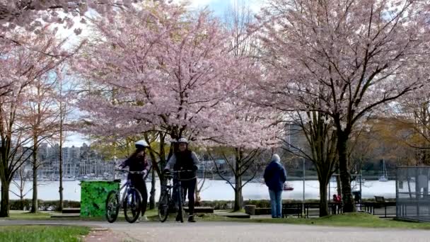 David Lam Park Yaletown Våren Stilla Havet Brygga Cyklister Sol — Stockvideo