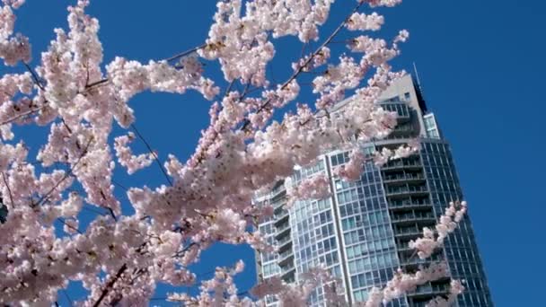 デビッド パーク ヤリタウンの春太平洋の桟橋自転車太陽の澄んだ空の開花桜とマグノリアの木晴れた日のカモメは家族と一緒に休息週末を飛ぶバンクーバーカナダ2023 — ストック動画