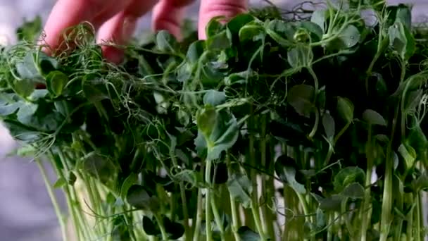 Muitos Brotos Jovens Ervilhas Crescem Fundo Branco Isolado Microgreens Alimentos — Vídeo de Stock