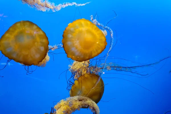 水母群在蓝色背景下慢动作平静地游泳 — 图库照片