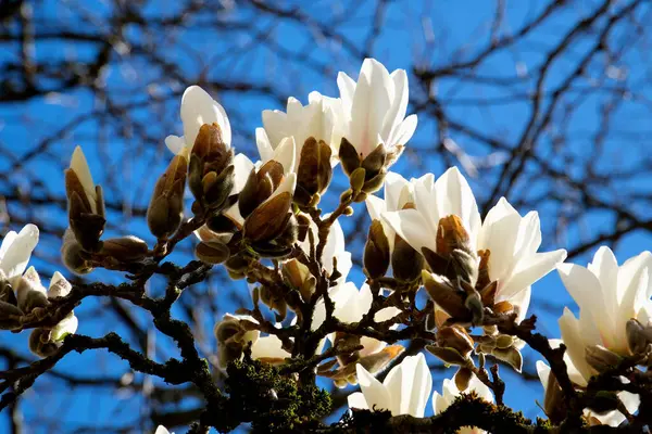 stock image The white magnolia blossomed in the morning. High quality photo