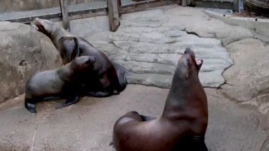 Üç fok balığı, anne ve yavru kıyıda oturuyorlar bebek annesine tırmanıyor baba kafasını hayvanat bahçesinde kaldırıyor anne ısırmaya ya da öpmeye çalışırken homurdanıyor.