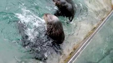 Su samuru hayvanları suda yıkanır. Güzel bir aile erkeği ve dişi Enhydra lutris, Vancouver Akvaryumu, BC, Kanada