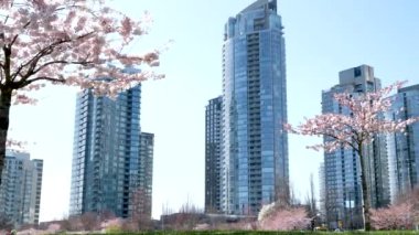 Kiraz çiçeği ve Vancouver şehir arkaplanı, Vancouver Kanada. Yüksek kalite 4k görüntü