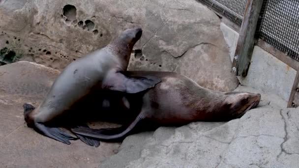 물범은 어미에게 로올라가서 자연주의를 연구하고 동물원 바다사자의 머리를 들어올리는 불쾌하게 — 비디오