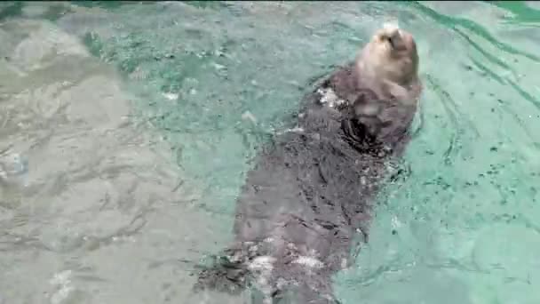 Sea Otter Animal Sacude Vigorosamente Cabeza Rociando Gotas Lava Vientre — Vídeo de stock