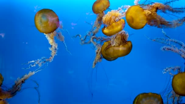 Grupo Medusas Calmamente Nadando Contra Pano Fundo Azul Câmera Lenta — Vídeo de Stock