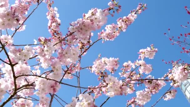 Миндальные Деревья Цветут Фестиваль Миндального Цветения Весной Центре Германии Весна — стоковое видео