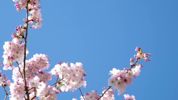 Весеннее Цветение Миндальных Деревьев Красивыми Розовыми Цветами Нектаром Пчел Прекрасная — стоковое видео