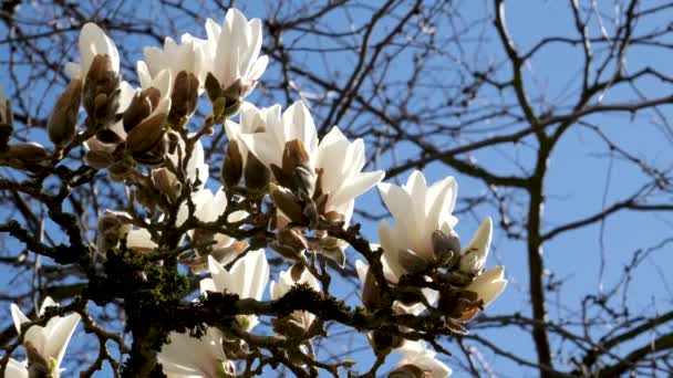 Den Vita Magnolian Blommade Upp Morgonen Högkvalitativt Foto — Stockvideo