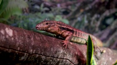 Varanus exanthematicus Savannah gözlemci kertenkeleleri nispeten kısa uzuvlar ve ayak parmakları ve sert kabuklu av Vancouver Akvaryumu, BC, Kanada