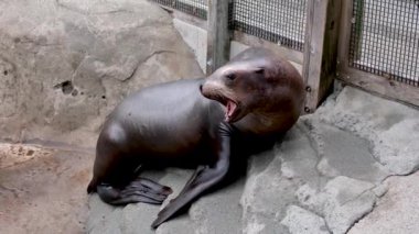 Deniz aslanı güçlü bir şekilde homurdanıyor kafasını kaldırıyor geniş ağızlı hayvanat bahçesini taşların üzerine açıyor. Esaret altında net hayvanlar. Kuzey kürk fokları. Vancouver Akvaryumu, BC, Kanada