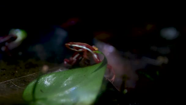 Hayali Zehirli Kurbağa Hayali Zehirli Kurbağası Epidobates Ekvador Özgü Renkli — Stok video