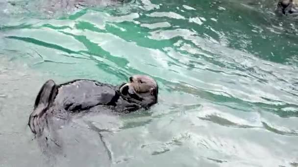 Otter Mare Enhydra Lutris Animale Mangiare Qualcosa Delizioso Sdraiato Sulla — Video Stock