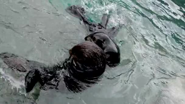 Sea Otter Animal Pegou Comida Nadar Mais Perto Abraçando Olhar — Vídeo de Stock