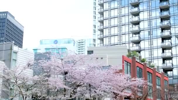 2023年4月加拿大温哥华大街上没有云彩的樱花天空摩天大楼 — 图库视频影像