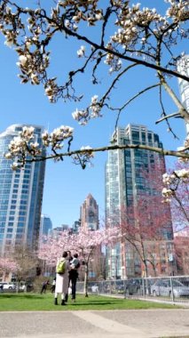 İlkbaharda Vancouver, BC, Kanada 'da gökdelen binasının arka planında çiçek açan kiraz çiçekleri. David Lam Parkı