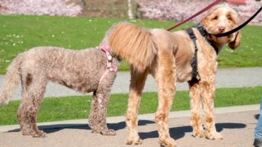 Parkta köpeklerle yürümek iletişim kurmak köpekler birbirini tanımak temiz hava solumak insanların bacaklarından aşağı kamera çekmek Vancouver, BC, Kanada 'da çeşitli evcil hayvanlar. David Lam Parkı