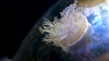 Cassiopea andromeda Tepetaklak Denizanası (İngilizce: Cassiopea andromeda Tepetaklak Denizanası), genellikle gelgitler arası kum veya çamur düzlüklerinde, sığ lagünlerde ve mangrovların çevresinde yaşayan bir denizanası türüdür. Akabe körfezindeki kumda.