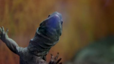Varanus exanthematicus Savannah gözlemci kertenkeleleri nispeten kısa uzuvlar ve ayak parmakları ve sert kabuklu av Vancouver Akvaryumu, BC, Kanada