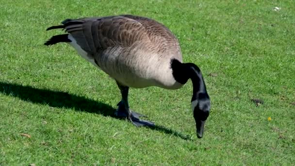Wild Canadian Geese Feeding Grass Ακολουθούμενη Από Ενήλικη Χήνα Καναδά — Αρχείο Βίντεο