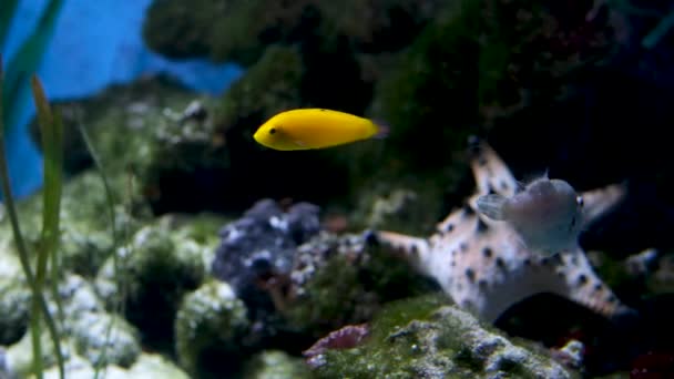 Vancouver Aquarium Canada Tropiske Fisk Nær Koralrev Med Blåt Havvand – Stock-video