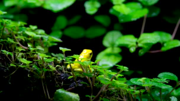 Gouden Gif Kikker Phyllobates Terribills Gouden Gif Kikker Hun Natuurlijke — Stockvideo