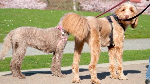 公園の動物の生活の中で犬と歩く実行すると 犬がお互いを知るようになります歩く呼吸新鮮な空気カメラは 人々や様々なペットバンクーバー カナダの足を撃墜します デビッド ラム公園 — ストック動画
