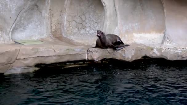 Oorzeehond Zeeleeuw Gromt Springt Het Water Dippen Divergerende Aan Zijkanten — Stockvideo