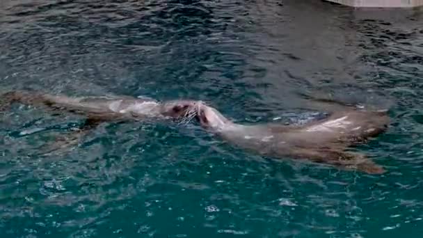 Due Foche Nuotano Acqua Limpida Toccandosi Vicenda Con Musi Baciando — Video Stock
