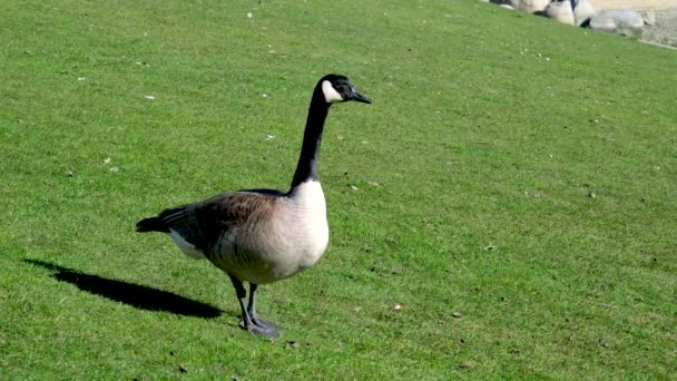 Goose Encuentra Lugar Echa Vistazo Alrededor Brillante Parque Soleado Con — Vídeo de stock