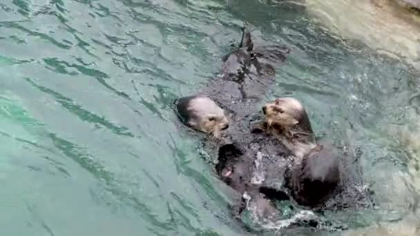 加拿大温哥华水族馆日前 一只名叫海獭的三只动物在一个干净的水族馆里玩耍 它们在水族馆里跳起来 在水下亲吻 一边挥动着它们的头发 一边亲吻着它们 — 图库视频影像