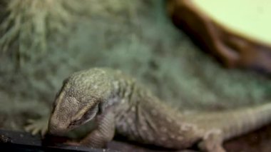 Varanus exanthematicus Savannah gözlemci kertenkeleleri nispeten kısa uzuvlar ve ayak parmakları ve sert kabuklu av Vancouver Akvaryumu, BC, Kanada