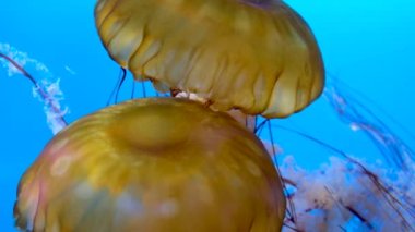 Koyu mavi okyanus suyunda denizanaları dans ediyor. Japon Deniz lsırganı ya da Krisaora Pasifik Denizanası. Japon Deniz Nettle Vancouver Akvaryumu, BC, Kanada