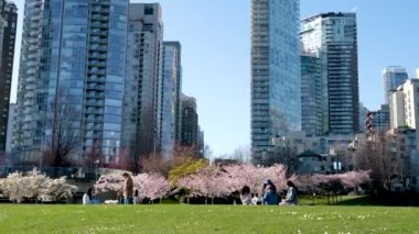 Vancouver 'da kiraz çiçeklerinin altında piknik yapan dört güzel kız arkadaş farklı milletlerden konuşan Müslüman kadınlar çıplak ayakla Vancouver BC Kanada' da David Lam Park Nisan 2023 'de battaniyeye otururlar.