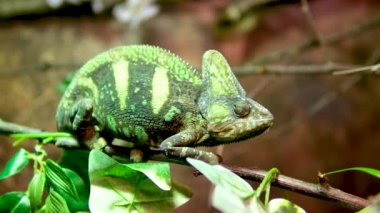 Veiled Chameleon Chamaeleo calyptratus bir dala oturur ve gri arka planda farklı yönlere bakar. 4k ham Stüdyo dikey egzotik hayvan görüntüsü, hayvanlar. Yüksek kalite 4k görüntü