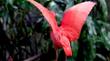 Kırmızı bir Ibis 'in bir dalın üzerinde dikilip etrafa bakınması. Yüksek kalite 4k görüntü