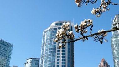 İlkbaharda Vancouver, BC, Kanada 'da gökdelen binasının arka planında çiçek açan kiraz çiçekleri. David Lam Parkı