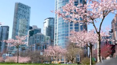 İlkbaharda Vancouver, BC, Kanada 'da gökdelen binasının arka planında çiçek açan kiraz çiçekleri. David Lam Parkı