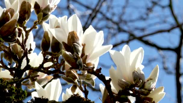 Vita Kinesiska Eller Tefat Magnolia Blommor Stora Magnolia Blommor Mot — Stockvideo