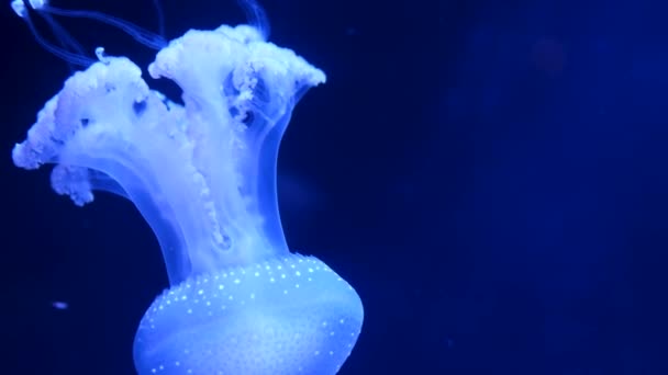 Slow Motion Lions Mane Jellyfish Cyanea Capillata Hair Jelly Amphipod — Αρχείο Βίντεο