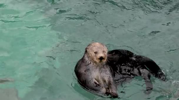 Lontra Marinha Piscina Coça Costas Com Perna Traseira Animal Nada — Vídeo de Stock