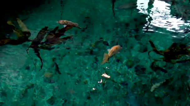 温哥华水族馆 不列颠哥伦比亚 加拿大 珊瑚礁附近的热带鱼 海水蓝色 高质量的4K镜头 — 图库视频影像