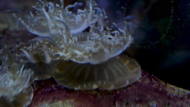 Odwrócona Meduza Siedząca Piaszczystym Dnie Morza Odwrócona Meduza Cassiopea Andromeda — Wideo stockowe