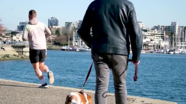 Andar Com Cães Parque Animal Vida Executar Comunicar Cães Conhecer — Vídeo de Stock