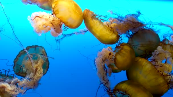 青い海でカラフルなクラゲの泳ぐ 危険な毒クラゲ日本の海のイラクサ スペースをコピーします パノラマ画像 広い画像バナー 高品質4K映像 — ストック動画