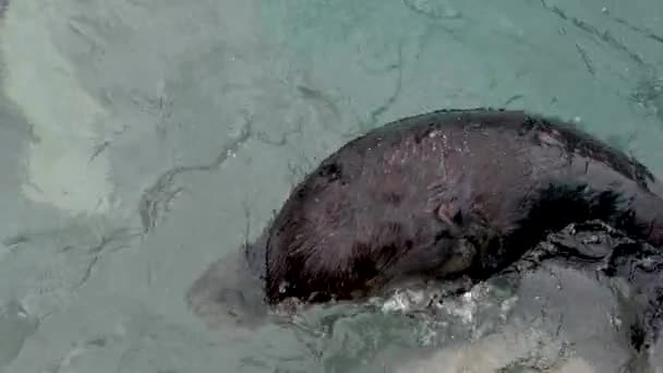 海のカワウソ Enhyra Lutis バンクーバー水族館 カナダ明確な水の中で海のカワウソが墜落小さな子供のように背中を洗い 背中の足で背中と首を傷つける — ストック動画