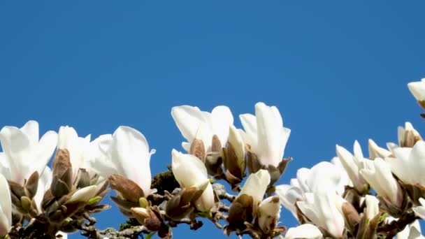 Magnolia Květiny Proti Krásné Modré Obloze Vysoce Kvalitní Záběry — Stock video