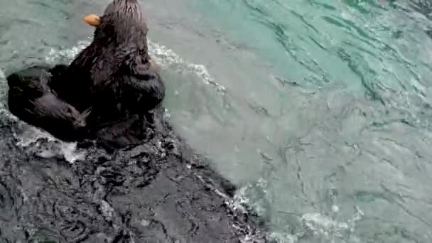 Three Sea Otters Fight Food Clear Water Aquarium Funny Funny — Stock Video